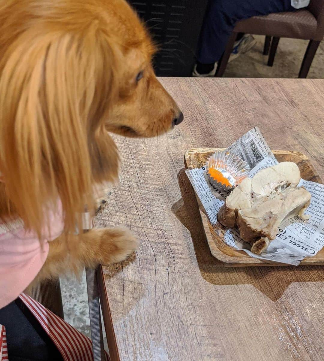 大見さなえさんのインスタグラム写真 - (大見さなえInstagram)「室内BBQができる☺️ペット可🐶﻿ 『GRILL & BAR うしすけ ヴィーナスフォート店』﻿ ﻿ 今年の夏は大人数でのBBQ行ってないなと思ったら﻿ 気軽にできるBBQ発見🍖しかもペット店内可🐶💓﻿ ﻿ BBQプレート1人前2480円﻿ アンガスbeefステーキ、若鶏もも、三元豚肩ロース🥓﻿ 殻付きホタテ、有頭エビ、紋甲イカ、スルメイカ付き🦑﻿ ﻿ 安くて気軽にお子さんや愛犬と一緒にBBQを楽しむのにも🙆‍♀️﻿ ﻿ ﻿ 店内半分以上がワンちゃん連れ🐕﻿ わんちゃん用のメニューもあって﻿ 今回はスペアリブ🍖 1Ｐ　700円﻿ むしろ愛犬つばきが1番良いお肉食べてる気がする😂🙈﻿ 好きなサイズカット！食べっぷり良かった🐶🍖﻿ ﻿ ちなみにヴィーナスフォートの1階はペット可のフロアがあって﻿ お散歩させながら店内を見ることができます✨﻿ ﻿ ﻿ ーーーーーーーーーーーーーーー﻿ 住所﻿ 東京都江東区青海1-3-15 ヴィーナスフォート 1F﻿ ☎︎050-5596-5985 予約可﻿ 交通手段 ﻿ ゆりかもめ 青海駅 徒歩1分﻿ ﻿ 営業時間﻿ [月～日・祝]﻿ 11:00～23:00(L.O22:00)﻿ 現在11:00〜21:00で営業。﻿ ﻿ [ランチメニュー]﻿ 11:00～15:00﻿ 日曜営業﻿ 定休日　年中無休﻿ (コロナの影響で変更の可能性あり)﻿ 予算 ﻿ Dinner￥2,000～￥2,999﻿ Lunch￥1,000～￥1,999﻿ ﻿ #bbq #室内bbq #お台場bbq﻿」9月26日 12時21分 - tabe_megumi