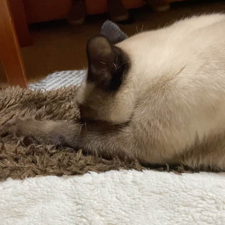 MAKO0MAKO0のインスタグラム：「Cats kneading #cat #warabi #kneading #catlife #catlifestyle #catstagramcat #mako0mako0 #ねこ　#ねこ動画　#わらびちゃん　#かわいい猫　#ふみふみ猫 #まこまこ #猫スタグラム #猫のいる暮らし #猫のいる生活」