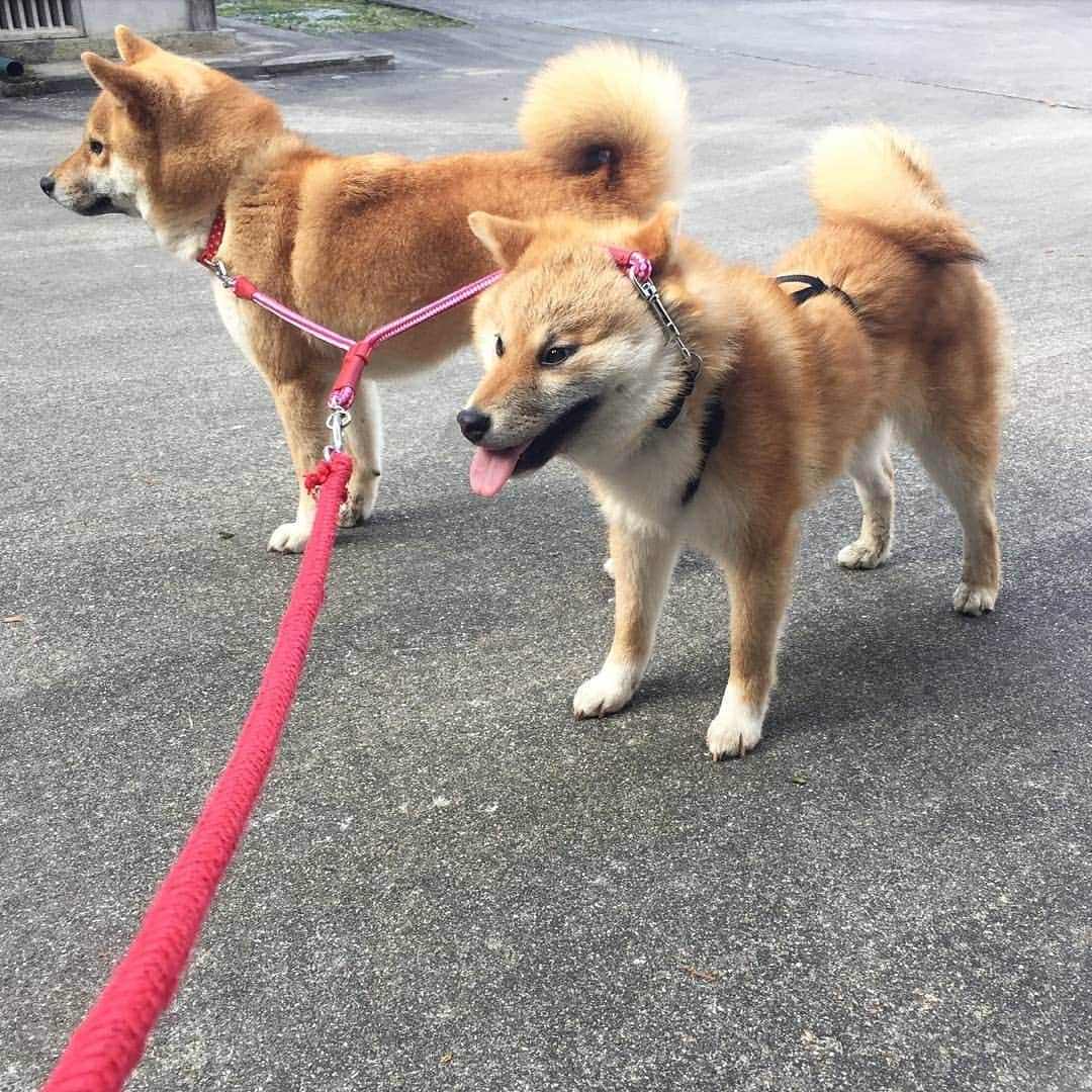 柴犬たま Shibainu Tamaのインスタグラム