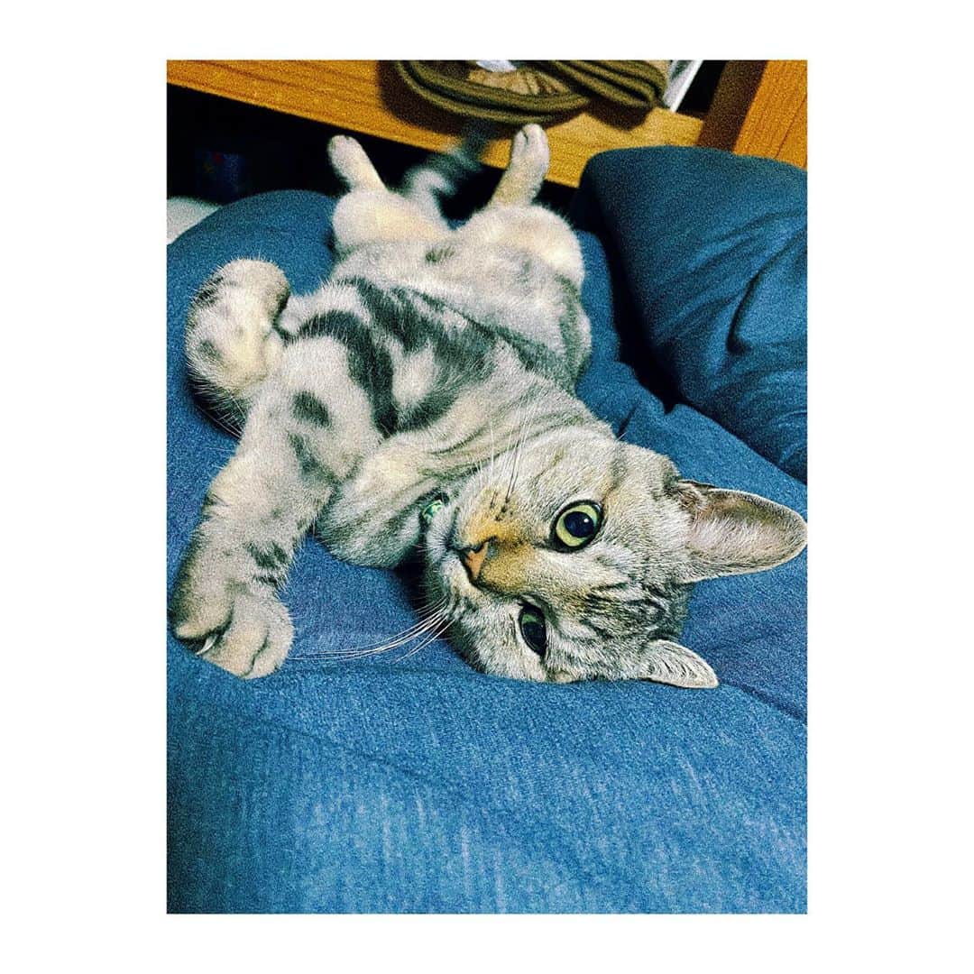 みなみのインスタグラム：「ฅ( •ω• ฅ)」