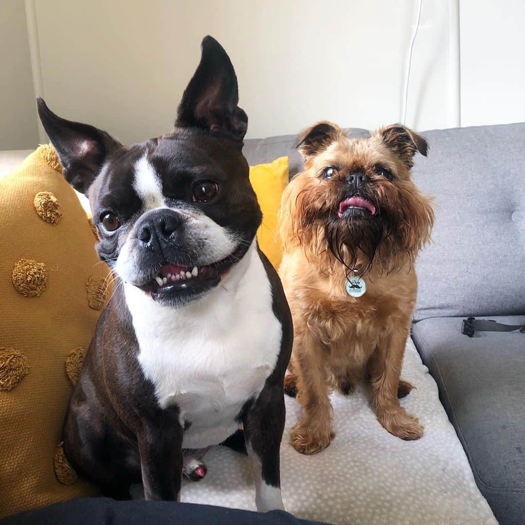 Digby & Aloのインスタグラム：「When your friends come to visit and they’re *really* happy to see you 😏@spike_mcgruff」
