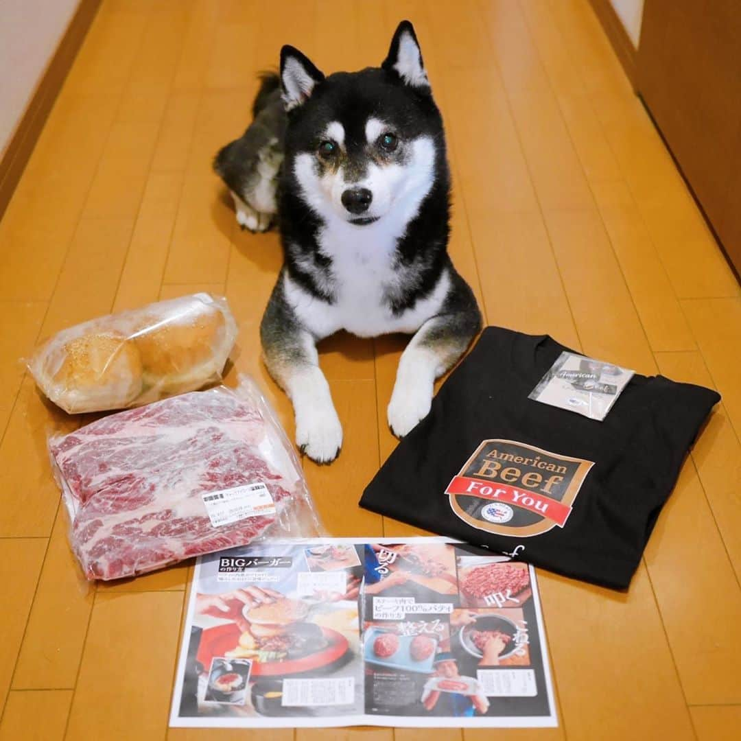 くろさんのインスタグラム写真 - (くろInstagram)「🍔 🥩アメリカンビーフ・バンズ・Tシャツが届きました📦 #男子ステーキ部 #大人の部活 #アメリカンビーフ #OCEANS #イベント #ミウラメシ #アメリカンミートイベント #豆も気になるぅ #恒例の豆さんチェック #モデル犬 #オファーお待ちしております」9月26日 13時39分 - m6bmw