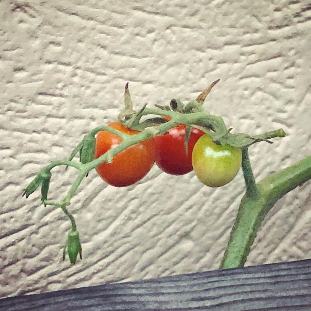 上原実矩のインスタグラム：「🍅🍅🍅 と、シャイニング。 #トマト」