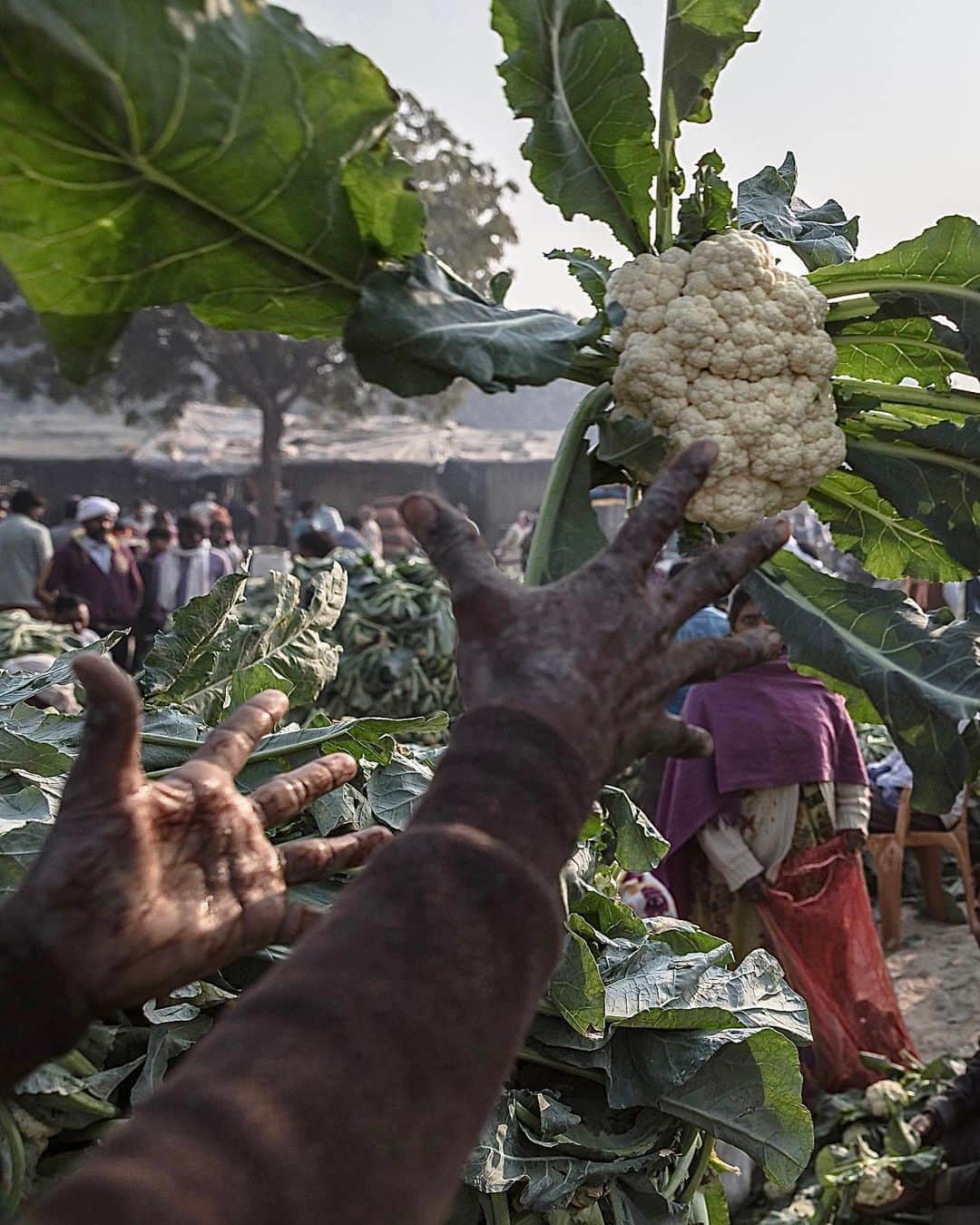 のインスタグラム：「After leaving Prayagraj, we were in dire need of chai,,,it was early morning, a time of chai desperation. Passing through Kachnar, there was a busy roadside market that must have liquid love, and it did. After many open flame brewed cups of sweetness and biscuits, I wandered a bit to see what the energy of this place was. A market had nothing to do with the @natgeo story about rivers and water, and at that time, I could use some distraction. It turned out to be a carnival of whirling fruits and vegetables. In this wholesale bazaar, farmers from the countryside in Uttar Pradesh sell what they sow at this opened sky theater of bustling produce and humanity, thankful we had stopped for chai. ⠀⠀⠀⠀⠀⠀⠀ India’s Daunting Challenge: There’s Water Everywhere, And Nowhere - Chapter 8 of the @outofedenwalk, my latest story last months (August 2020) @natgeo magazine. ⠀⠀⠀⠀⠀⠀⠀ #video #slowmo #vegetablemarket #cauliflower #famers #kachnar #uttarpradesh #india @natgeo @outofedenwalk #walkingindia #edenwalk」
