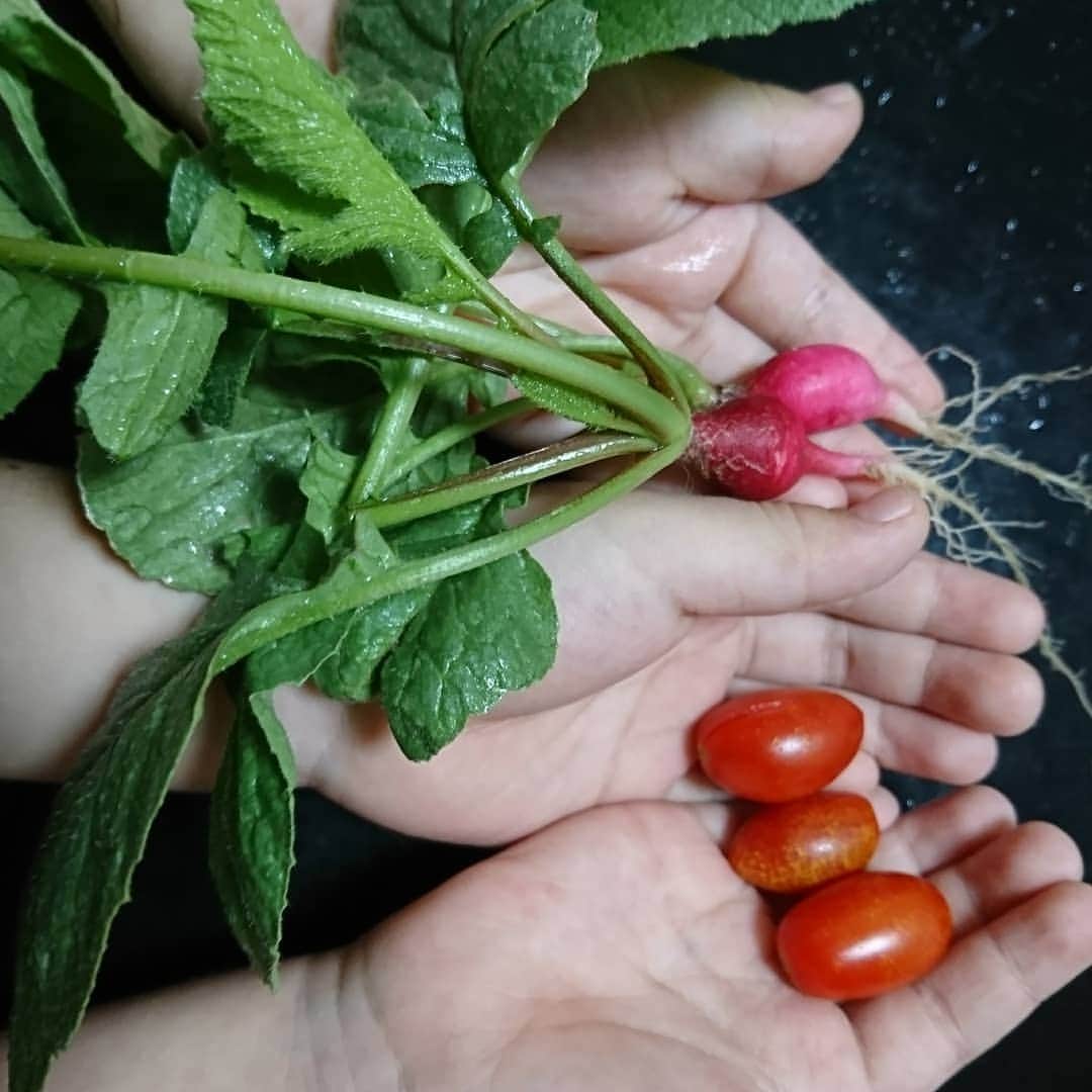 くぼてんきさんのインスタグラム写真 - (くぼてんきInstagram)「最後の収穫  #家庭菜園 #はつかだいこん #トマト #ベランダが寂しくなるなぁ」9月26日 15時18分 - kubotenki