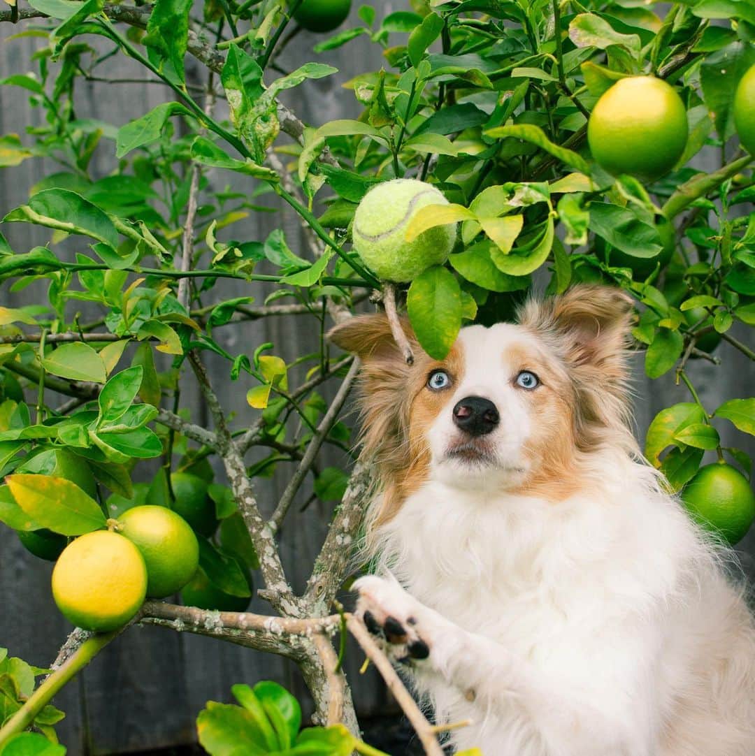 Jazzy Cooper Fostersさんのインスタグラム写真 - (Jazzy Cooper FostersInstagram)「BB is patiently waiting for the fruit balls to ripen. 🎾🍋🤫🤭 #donttellher」9月27日 1時53分 - bordernerd