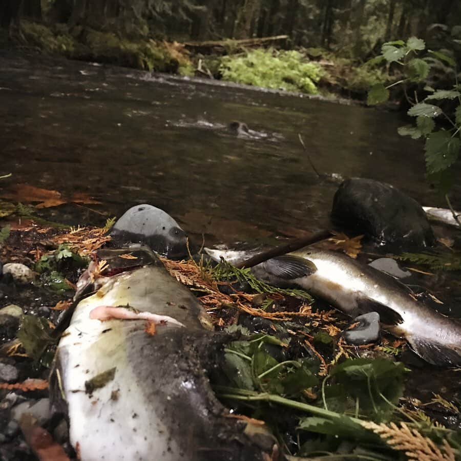 サラ・ウェイン・キャリーズさんのインスタグラム写真 - (サラ・ウェイン・キャリーズInstagram)「it’s salmon season 🐠 salmon are sacred to many cultures 🌲 sacred to me because they fertilize the rainforest i live in. 🌱  . the largest transfer of nutrition & biomass in the world 🌊 salmon feed in the ocean and when they die in the streams, that nutrition feeds the rainforests 🌲  . for more on salmon, check out @pacificwild  . #salmonseason」9月27日 1時51分 - sarahwaynecallies