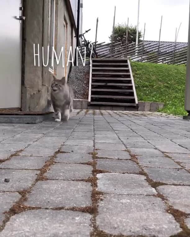 のインスタグラム：「[🔊]When the servant is just too slow..⠀ ⠀ 🎥@mainecoonqueens⠀ ⠀ Tag #MMGTW get a chance to be featured by @9gag , @meowed and 9GAG Cute⠀⠀⠀⠀ ⠀⠀⠀⠀⠀⠀⠀⠀⠀⠀⠀⠀⠀⠀ #meowed @meowed #MyMeowGotTalentWeek #MyMeowGotTalent #MMGTW #mainecoonqueens #mainecoon #soundon #volumeup #🔊」