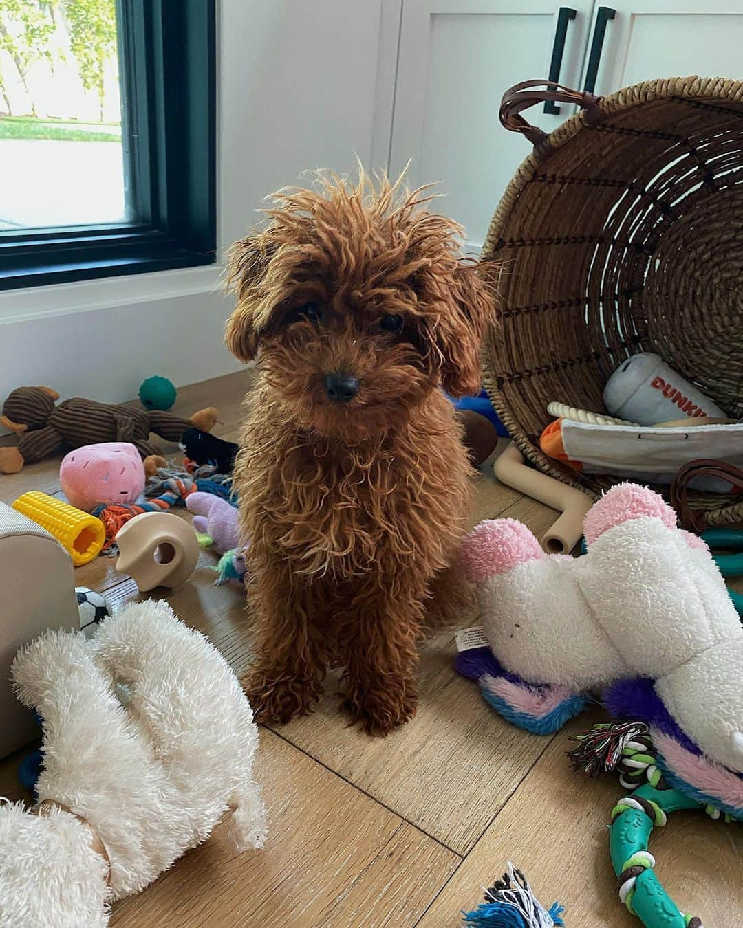 オリビア・カルポさんのインスタグラム写真 - (オリビア・カルポInstagram)「Eventful day yesterday but highlights were definitely getting Oliver groomed  and waxing my sisters upper lip 👏」9月27日 2時20分 - oliviaculpo