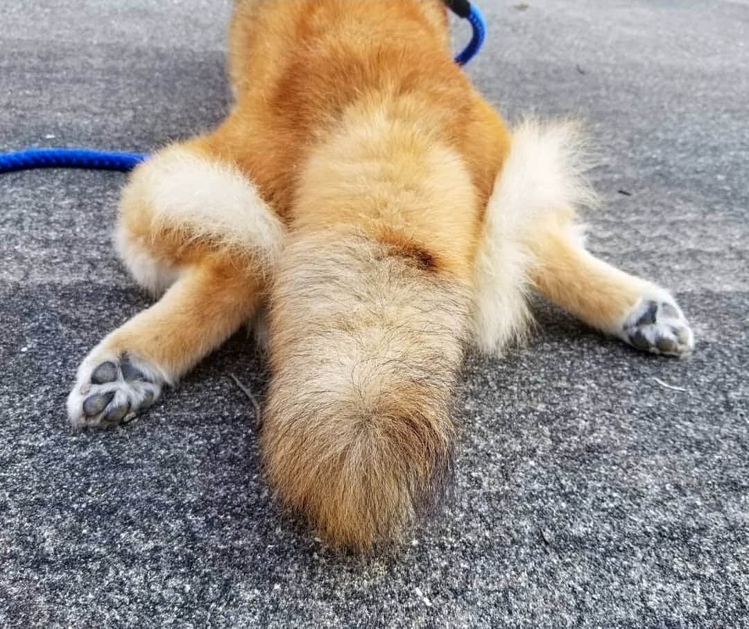 柴犬たま Shibainu Tamaのインスタグラム