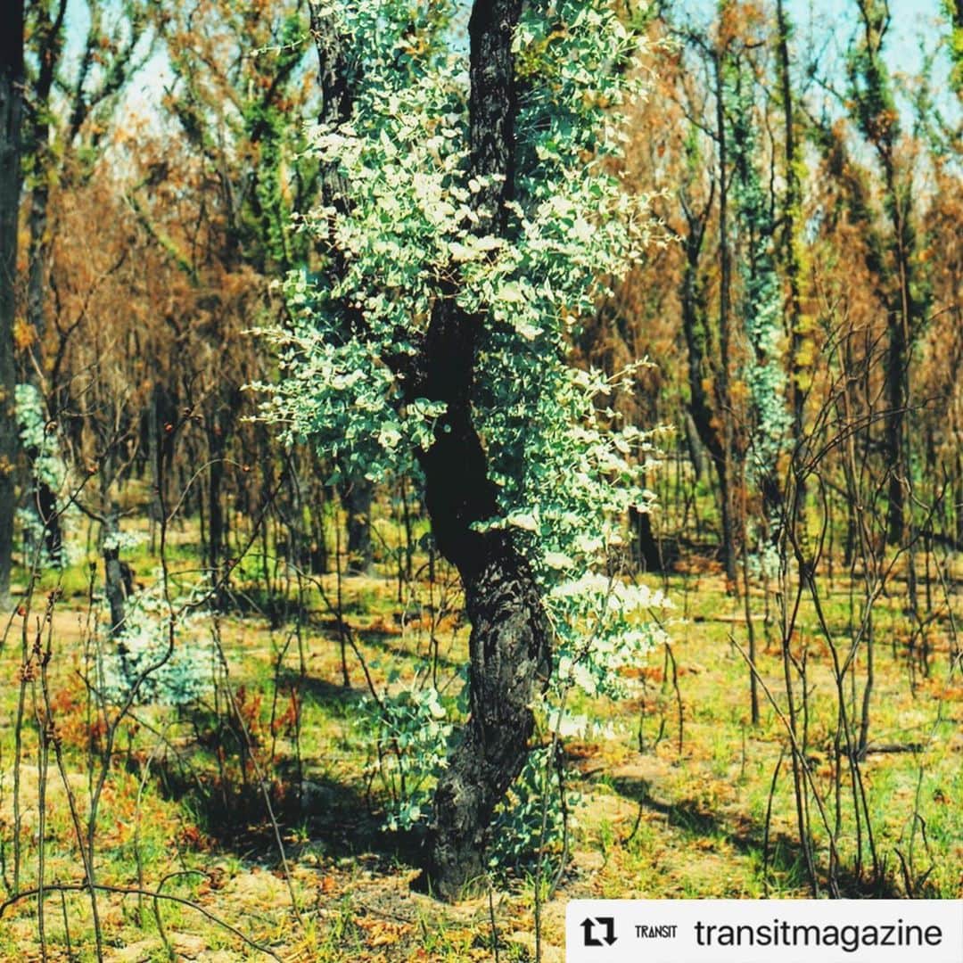 柏田テツヲのインスタグラム：「#Repost @transitmagazine with @make_repost ・・・ 【未来に残したい風景】『消えゆく世界特集』発売中。焼け焦げた黒い木。自らを癒やすように新芽が覆う。  Photo by @tetsuokashiwada  ‪#未来に残したい風景 #TRANSIT49 #美しき消えゆく世界への旅 #WWFandTRANSIT #TRANSIT #TRANSITmagazine #travel #trip #australia #forestfire」