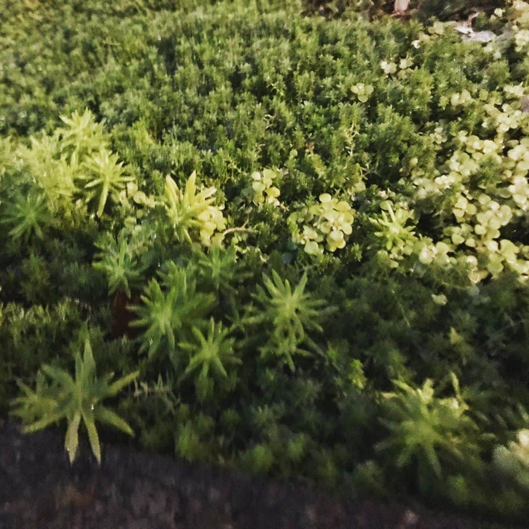 濱田将充さんのインスタグラム写真 - (濱田将充Instagram)「🌿」9月26日 18時53分 - masamichihamada