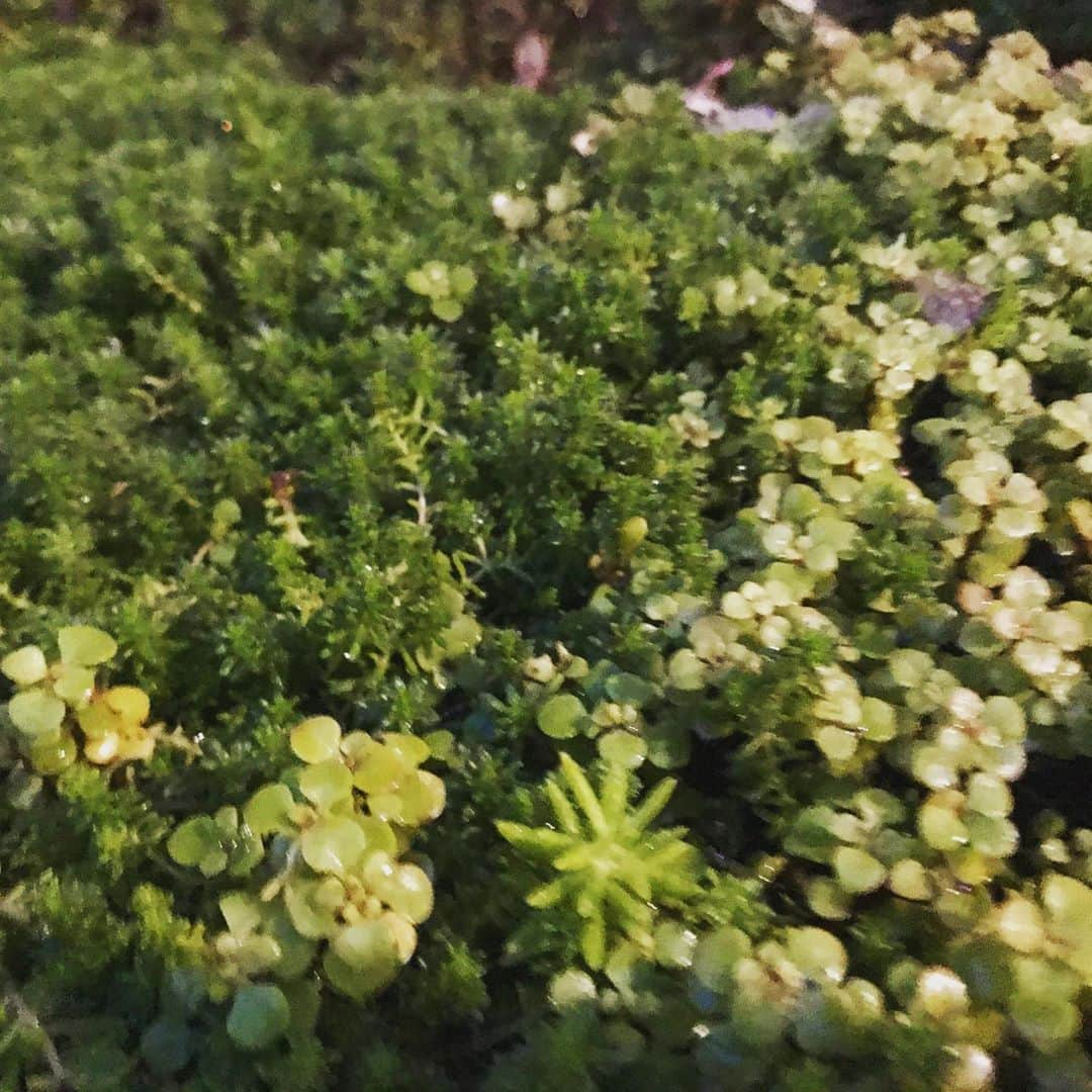 濱田将充さんのインスタグラム写真 - (濱田将充Instagram)「🌿」9月26日 18時53分 - masamichihamada