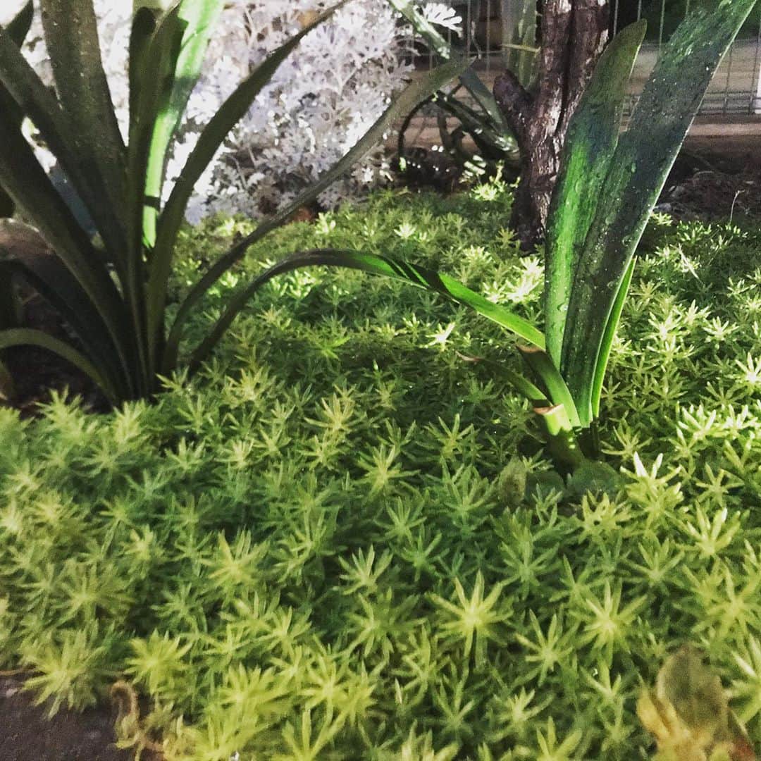 のインスタグラム：「🌿」