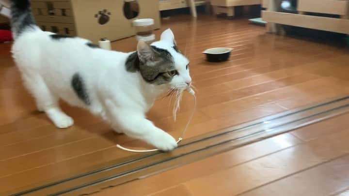 ひのき猫のインスタグラム