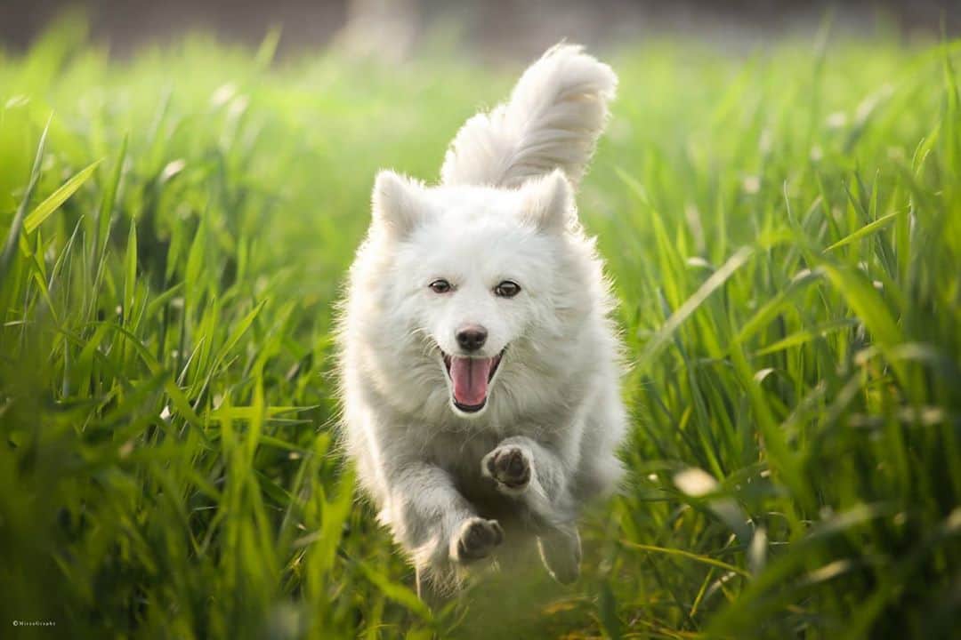 Canon Asiaのインスタグラム：「A combination of fast shutter speed and superior autofocus technology helped capture all the fun of @mirzagraphy 's furry companions 🐶 -- in the past and present. The fade-to-black effect on the grass beautifully frames the contrasting white fur on the dog. . Backstory: this photo of Moxie was taken at the same exact spot as her owner's late dog, Jacky, memorialised in the second photo 😢 📷  Images captured by @mirzagraphy  . Moxie 🐶🍃: Canon EOS 7D • EF-S 55-250mm f/4-5.6 IS STM • f/6.3 • ISO 800 • 1/2000s • 250mm  Jacky 🐶🍂 Canon EOS 50D • EF-S 18-200mm f/3.5-5.6 IS • f/5.6 • ISO 400 • 1/2000s • 200mm . Want your photos to be featured too? Tag them with #canonasia or submit them on My Canon Story, link in bio! . #canonasia #photography #explore #canonasiapets #dog #eyes #shutterspeed #framing #canon #pets #lens #inspiration #animals #nature #colours #freezeframe」