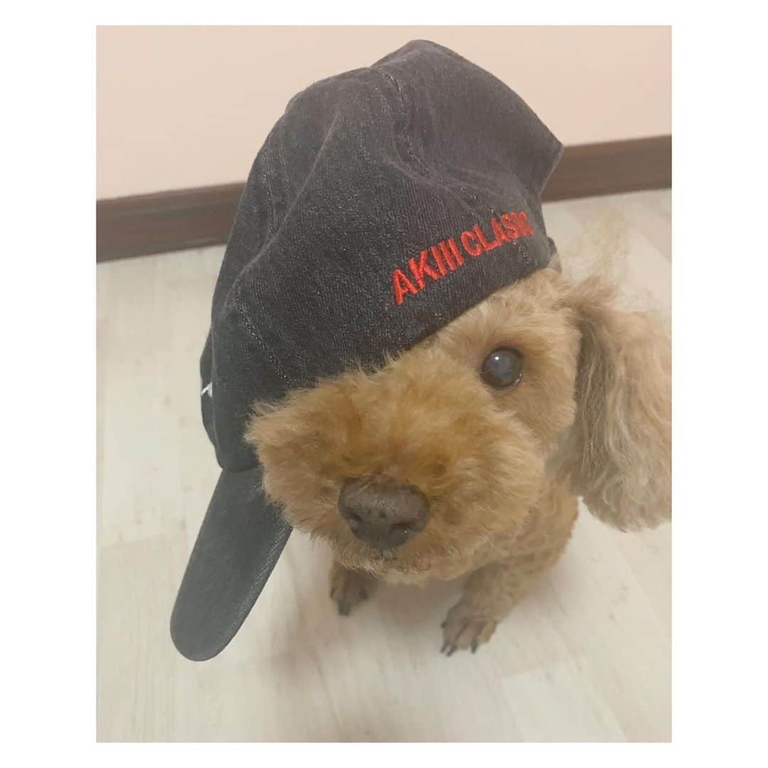 辻野かなみのインスタグラム：「❤︎﻿ ﻿ やんちゃ坊主風くま🧸💓﻿ ﻿ コラボCAPを被せてみたら可愛すぎました😄﻿ ﻿ ﻿ ﻿ #くま #愛犬 #犬 ﻿ #instagood #instalike #followme」