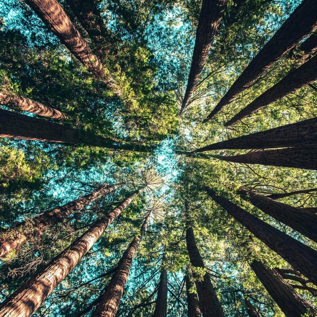 Clarins Australiaさんのインスタグラム写真 - (Clarins AustraliaInstagram)「Our commitment to the environment doesn’t stop with our formulas! 🔬🌿⁣ ⁣ We prioritise the circular economy and have integrated eco-development criteria into our packaging development. Since 2014, 100% of the carton and paper in our packaging has come from sustainable forests, and we’re aiming for 100% of our packaging to be recyclable by 2025.⁣ ⁣ #ClarinsAus #SustainableWeek #SustainableForests #Recycle #ResponsibleBeauty」9月26日 19時30分 - clarinsanz