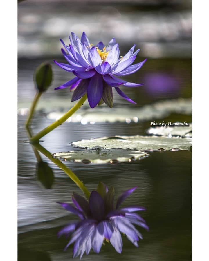 花の写真館のインスタグラム：「Photo by 雨宮 濱人.⠀ .⠀ Original Post[投稿いただいたURL]⠀ https://www.facebook.com/photo.php?fbid=1965637170234053⠀ .⠀ 本アカウントは、 #私の花の写真 をつけてInstagramに投稿された皆さまの花の写真や、「花の写真館」Facebookページで投稿された花の写真を紹介します。⠀ 「花の写真館」Facebookページは、「 @floral.photograph 」のプロフィールにあるURLからご覧ください。⠀ .⠀ ※各自、政府、自治体など公的機関の指示に従った行動をお願いします。⠀⠀ 東京カメラ部および分室では、写真を「見る楽しみ」を提供することを通して、微力ながら皆様にわずかな時間でも癒しをお届けしたいと思っております。⠀ ※本アカウントは東京カメラ部がFacebook、Instagramのサービスを利用して運営しているもので、Facebook社・Instagramとは一切関係ありません。⠀ .⠀ #花の写真館 #floralphotograph #floralphoto #flower #flowers⠀ Follow: @floral.photograph」