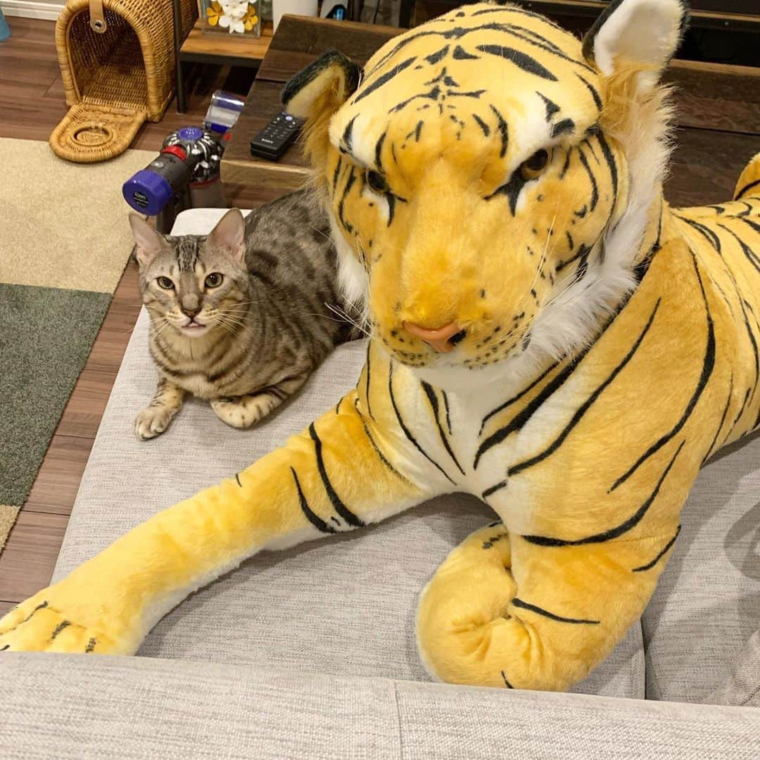 トミックのインスタグラム：「仲良くなった二匹🐈🐅  #トミスタj  #トミック #YouTuber #ルト　#猫　#ベンガル　#cat #猫と虎」