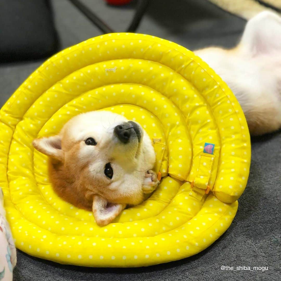 Moguのインスタグラム：「. これは手でカラーを外そうとしているところを飼い主に見つかった瞬間のもぐなの。 #なんですか #なにかありましたか飼い主 #大丈夫ですこちらは異常ありません #手が出てる #けどきっとバレてない #このままフリーズ #飼い主が立ち去った瞬間 #この手でカラーをえいえいってしてぽいってした #えっへん . @the_shiba_mogu  #柴犬 #shibainu #shiba#赤柴 #redshiba#犬 #dog#しばいぬ#nannydog#犬と子供#子供と犬#柴犬と子供#柴#赤ちゃんと犬#犬と赤ちゃん#柴犬と赤ちゃん#赤ちゃんと柴犬#柴犬のいる暮らし#子守犬」