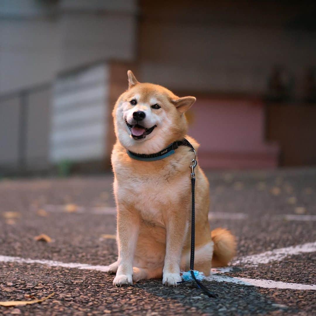 まる（まるたろう）のインスタグラム