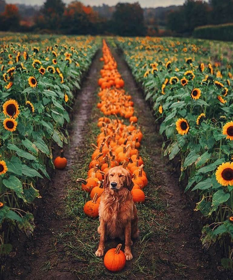 animals.coのインスタグラム：「🐕🎃🧡🌻 Photography by @kjp」