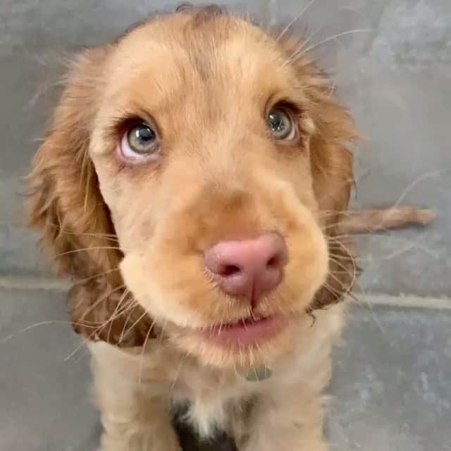 Daily The Best And Funniest Videosのインスタグラム：「The sound of those little chews are so cute 🐶😍 By @winnie_thecocker」