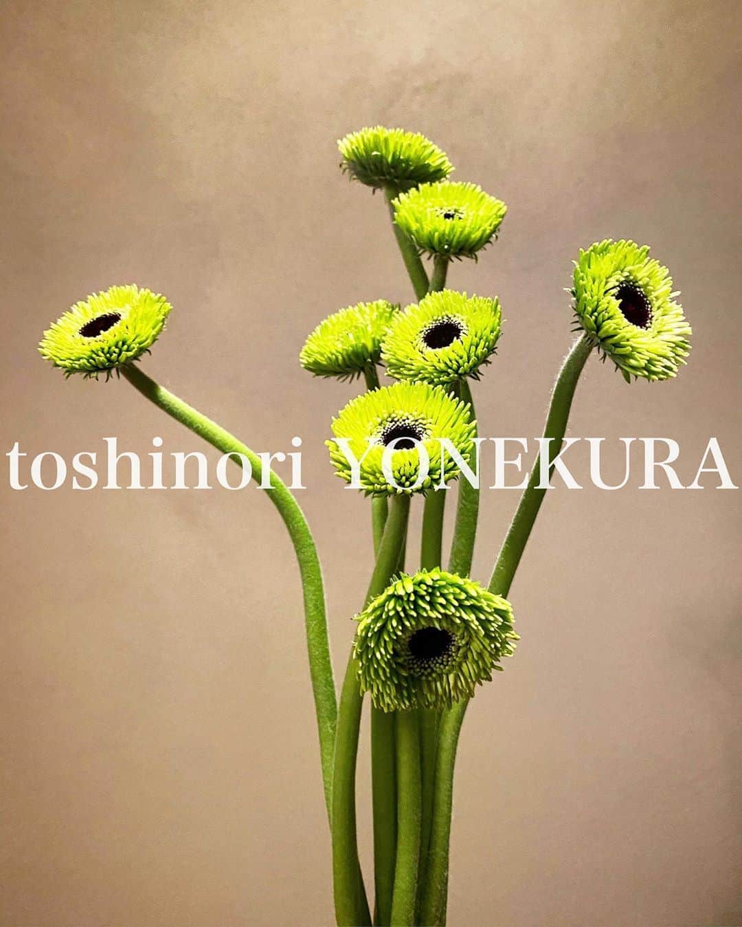 米倉利紀さんのインスタグラム写真 - (米倉利紀Instagram)「flowers of this week #男花 #花のある生活」9月26日 20時21分 - toshi_yonekura