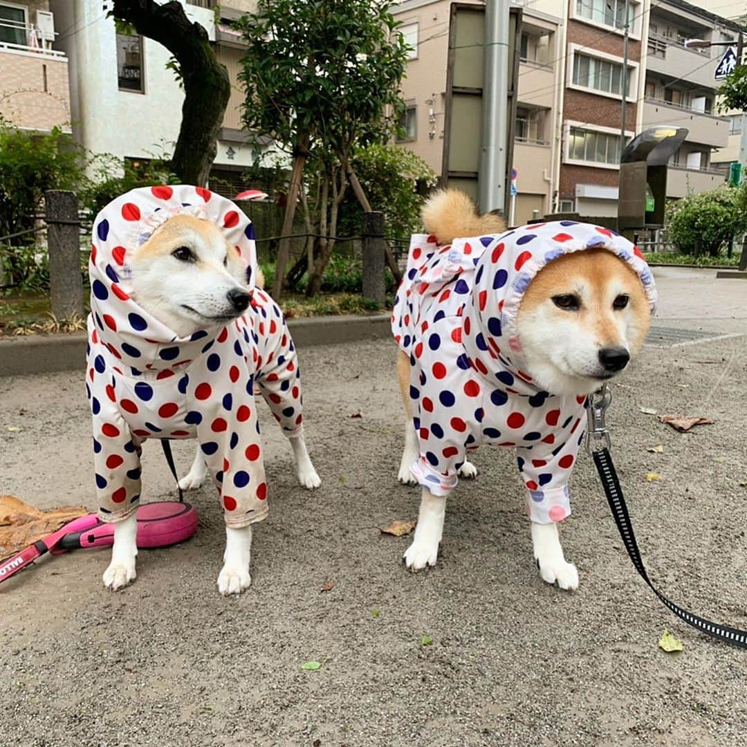 くるみさんのインスタグラム写真 - (くるみInstagram)「. 夕方雨☂️さんぽ🌂⛱🐕🌀  なっちゃんのママに可愛く 撮ってもらいました📷✨  なっちゃん　@nazuna0428  ママさんありがとー😆  いつも吠えてごめんね🙏💦  . . #女ボスくるみ」9月26日 20時29分 - kurukurukurumi222