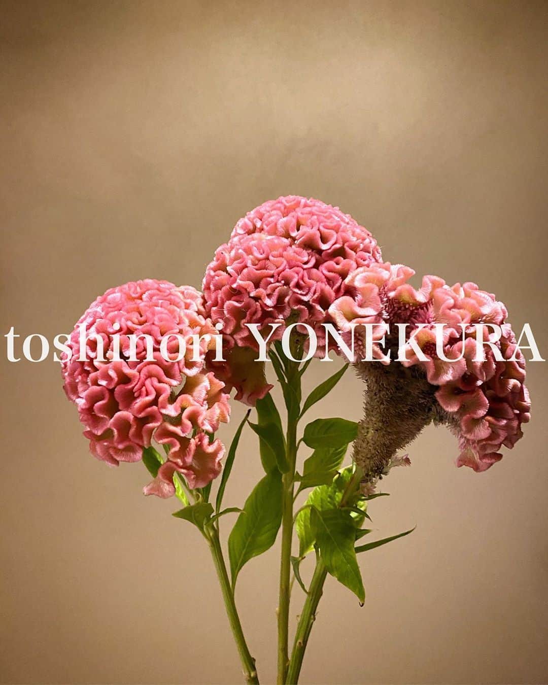 のインスタグラム：「flowers of this week #男花 #花のある生活」