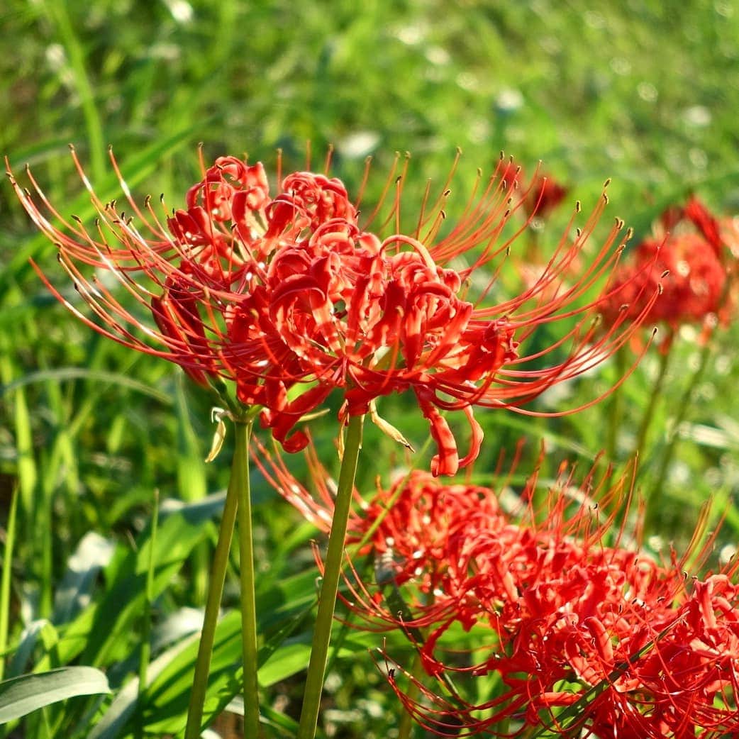 柴子のインスタグラム：「すっかり秋ですなぁ。 #彼岸花　#曼珠沙華」