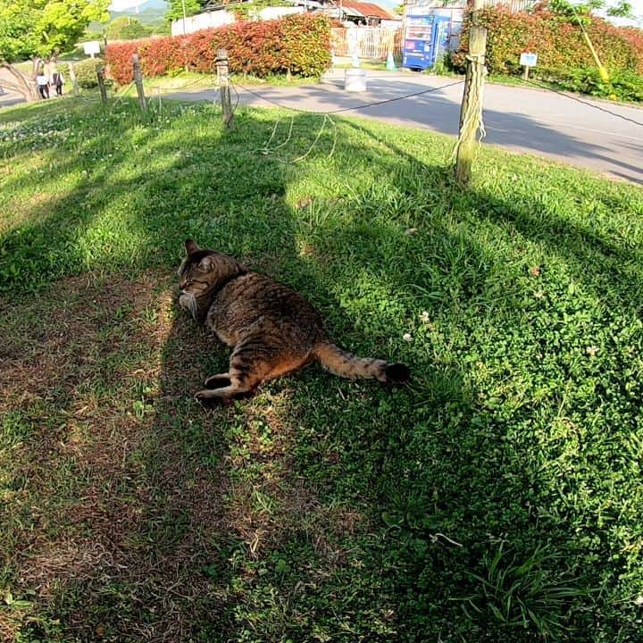 のインスタグラム：「ゴロゴロ #感動猫動画 #野良猫 #地域猫 #自由猫 #外猫 #Cat #猫  #ぬこ #猫動画に癒される #猫動画 #猫島 #猫すたぐらむ #猫のいる風景 #猫がいる幸せ #猫好き #猫のいる暮らし」
