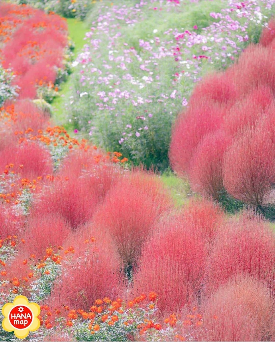 はなまっぷ❁日本の花風景さんのインスタグラム写真 - (はなまっぷ❁日本の花風景Instagram)「🌸はなまっぷ🌸 *  @lcookieove さんの 花のある風景に花まるを💮 * もふもふコキアとコスモスの可愛い秋の共演をありがとうございます😊🌸 * 神奈川　 #里山ガーデン Satoyama Garden, Kanagawa Pref. * 🌼コキア の花言葉📝🌼 恵まれた生活、夫婦円満 * 見頃を過ぎている場所もご紹介しています。お出かけの際はHP等で最新の情報をご確認くださいね🙏🌸 * 🌸•••🌸•••🌸•••🌸•••🌸•••🌸 * いつも素敵なお花をありがとうございます😊 日本の花のある風景にタグ付けしてください🌸 お花があれば何でもOKです💓 * #はなまっぷ * #日本の美しい花風景#花のある風景#花#花言葉#風景#コキア#コスモス * 🌸••••••お知らせ••••••🌸 * はなまっぷプロデュースの写真展、開催してみませんか？？ 初心者の方もまずは、お気軽にエントリーお待ちしています。地方にお住いの方も、大歓迎です。 詳細はプロフィールURLより」9月26日 20時53分 - hanamap
