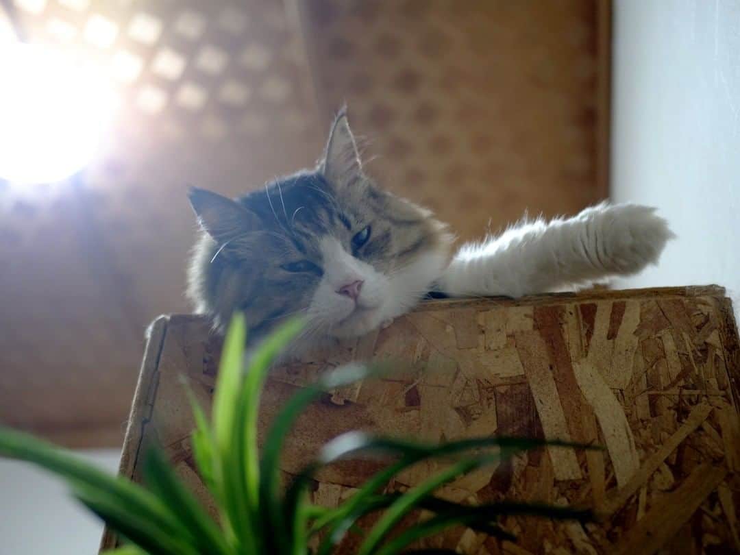 パステルキャットワールドさんのインスタグラム写真 - (パステルキャットワールドInstagram)「靴箱の上で渋い表情のボス吉 #猫 #cat #cats #catstagram #catlife #bosscat #bosskichi #pastelcatworld #ねこ #ボス吉」9月26日 20時57分 - pastelcatworld