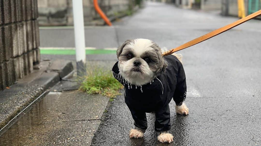 いくらさんのインスタグラム写真 - (いくらInstagram)「Rainy day☔️ ・ 雨の日のお散歩もお友達と一緒なら楽しいね🎵 ・ たまにチラチラ後ろを見てホプモルが付いてきているか確認🤣 ・ ふぅ、たまらん😩💕 ・ ・ #お散歩🐾 #シーズー シーズーlove #ロングまつ毛ワンコの会 #いぬのきもち部 #いぬのきもち #鼻ぺちゃ犬 #短足犬 #いぬすたぐらむ #愛犬 #犬 #shihtzu #shihtzulovers #shihtzulove #shihtzugram #dog #dogsofinstagram #shihtzulover #shihtzumania #dogstagram #shihtzusgram #cute #dogs #shihtzu_feature #instadog #雨 #rainyday」9月26日 20時59分 - i_am_ikura