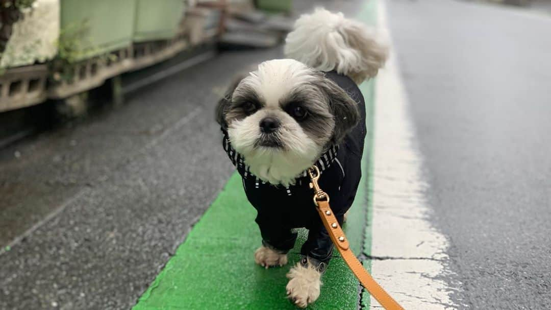 いくらさんのインスタグラム写真 - (いくらInstagram)「Rainy day☔️ ・ 雨の日のお散歩もお友達と一緒なら楽しいね🎵 ・ たまにチラチラ後ろを見てホプモルが付いてきているか確認🤣 ・ ふぅ、たまらん😩💕 ・ ・ #お散歩🐾 #シーズー シーズーlove #ロングまつ毛ワンコの会 #いぬのきもち部 #いぬのきもち #鼻ぺちゃ犬 #短足犬 #いぬすたぐらむ #愛犬 #犬 #shihtzu #shihtzulovers #shihtzulove #shihtzugram #dog #dogsofinstagram #shihtzulover #shihtzumania #dogstagram #shihtzusgram #cute #dogs #shihtzu_feature #instadog #雨 #rainyday」9月26日 20時59分 - i_am_ikura