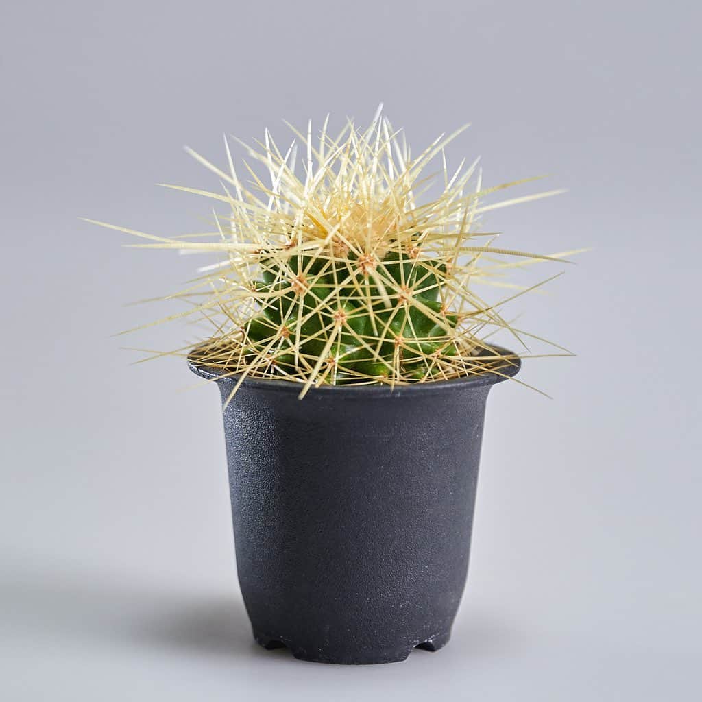 LOVEGREEN -植物と暮らしを豊かに。さんのインスタグラム写真 - (LOVEGREEN -植物と暮らしを豊かに。Instagram)「🌵サボテンも残りわずか🌵 . 状態の良いサボテン残っています🌵 画像の金鯱は、最近発見された産地のサカテカス地方のものとなってます🤩 中々お目にかかれない物ですよ✨ . サボテンにぴったりの鉢もあるので合わせていかがでしょうか👐 .  #ferocactus #cactus #succulent #cacti #plants #gardening #balcony #flowers #フェロカクタス #サボテン  #エキノカクタス  #多肉植物 #ガーデニング #花のある暮らし   #植物のある暮らし #テクノカクタスクラブ  #白金台カクタスクラブ」9月26日 21時09分 - lovegreen_official