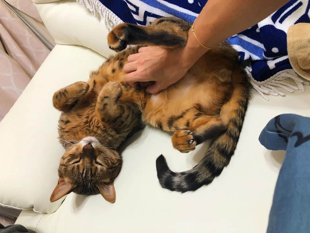佐野千晃のインスタグラム：「こたさんは可愛いね〜﻿ ﻿ 最近朝早く起こしてきたりずーっと鳴いててイライラしちゃったりするけど﻿ ﻿ こたさんがいない生活はもう考えられないよ🐈﻿ ﻿ もうすぐ4歳の誕生日だ🎂﻿ ﻿ チャオチュール以外に何が欲しいかしら🤤﻿ ﻿ #cat #catstgram #catlovers #nyamnyam #nya #nyaaa #こたちゅくん #にゃー #にゃんこ #猫 #ベンガル #ベンガル猫 #猫好きと繋がりたい #猫のいる生活 #写真好きな人と繋がりたい #写真撮ってる人と繋がりたい」