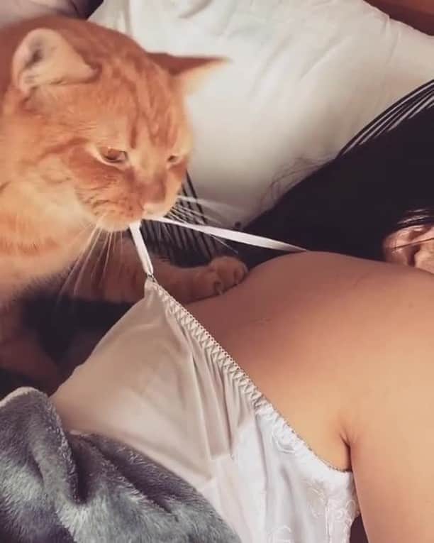 のインスタグラム：「Wake up hooman my breakfast is late for 3 seconds⠀ ⠀ 🎥@sgagxiaoming⠀ ⠀ Tag #MMGTW get a chance to be featured by @9gag , @meowed and 9GAG Cute⠀⠀⠀⠀ ⠀⠀⠀⠀⠀⠀⠀⠀⠀⠀⠀⠀⠀⠀ #meowed @meowed #MyMeowGotTalentWeek #MyMeowGotTalent #MMGTW #sgagxiaoming #naughtycat」