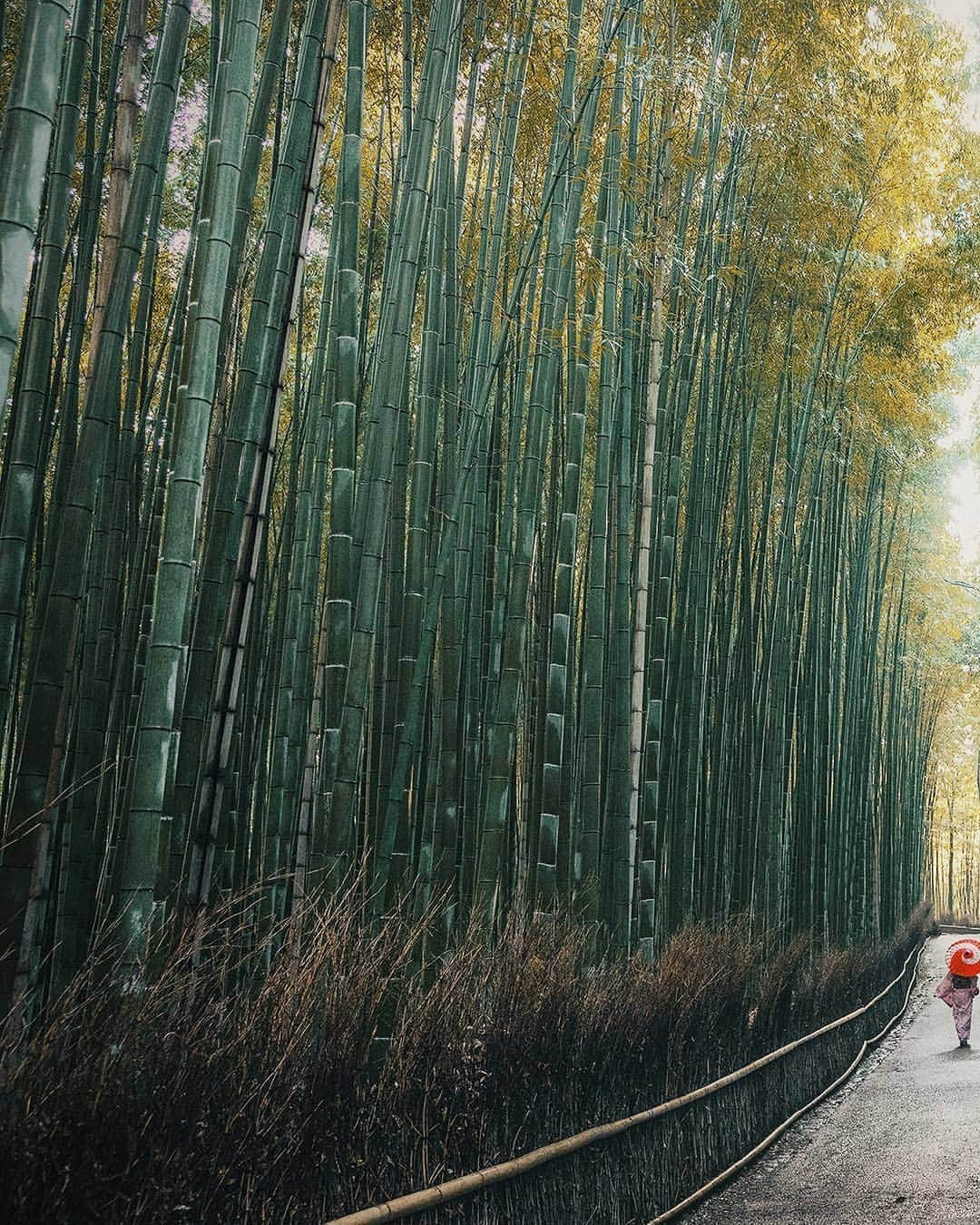 Berlin Tokyoさんのインスタグラム写真 - (Berlin TokyoInstagram)「A day in the ancient capital starts in stillness - strolling through the tranquil bamboo grove in the crisp morning air. . . . #hellofrom kyoto #japan」9月26日 22時16分 - tokio_kid