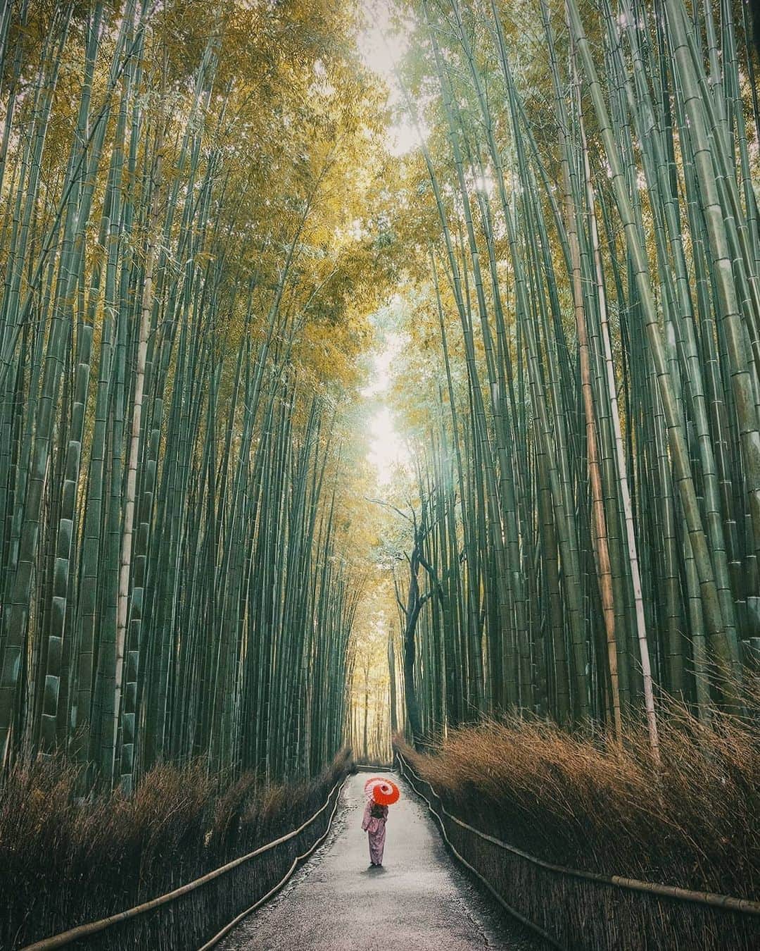 Berlin Tokyoのインスタグラム：「A day in the ancient capital starts in stillness - strolling through the tranquil bamboo grove in the crisp morning air. . . . #hellofrom kyoto #japan」