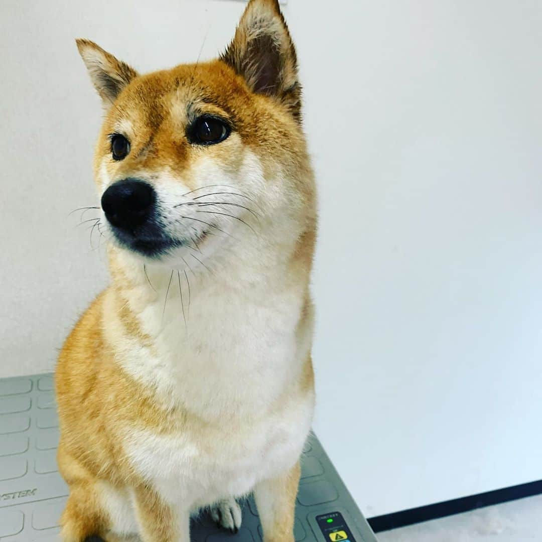 広川ひかるさんのインスタグラム写真 - (広川ひかるInstagram)「愛犬は 裏切らないとは それはウソ 、 #hikaruhirokawa #shibainu  #シャンプー後おそそう #心の俳句」9月26日 22時30分 - hikaru_hirokawa