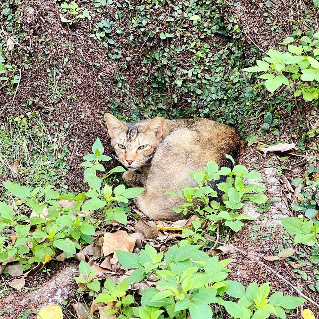 畑亜貴さんのインスタグラム写真 - (畑亜貴Instagram)「ロケハンで公園巡りなのか猫巡りなのか分からなくなる楽しさ。沖縄ではたくさん猫に会えて嬉しいのです😸」9月26日 22時34分 - akihata.jp