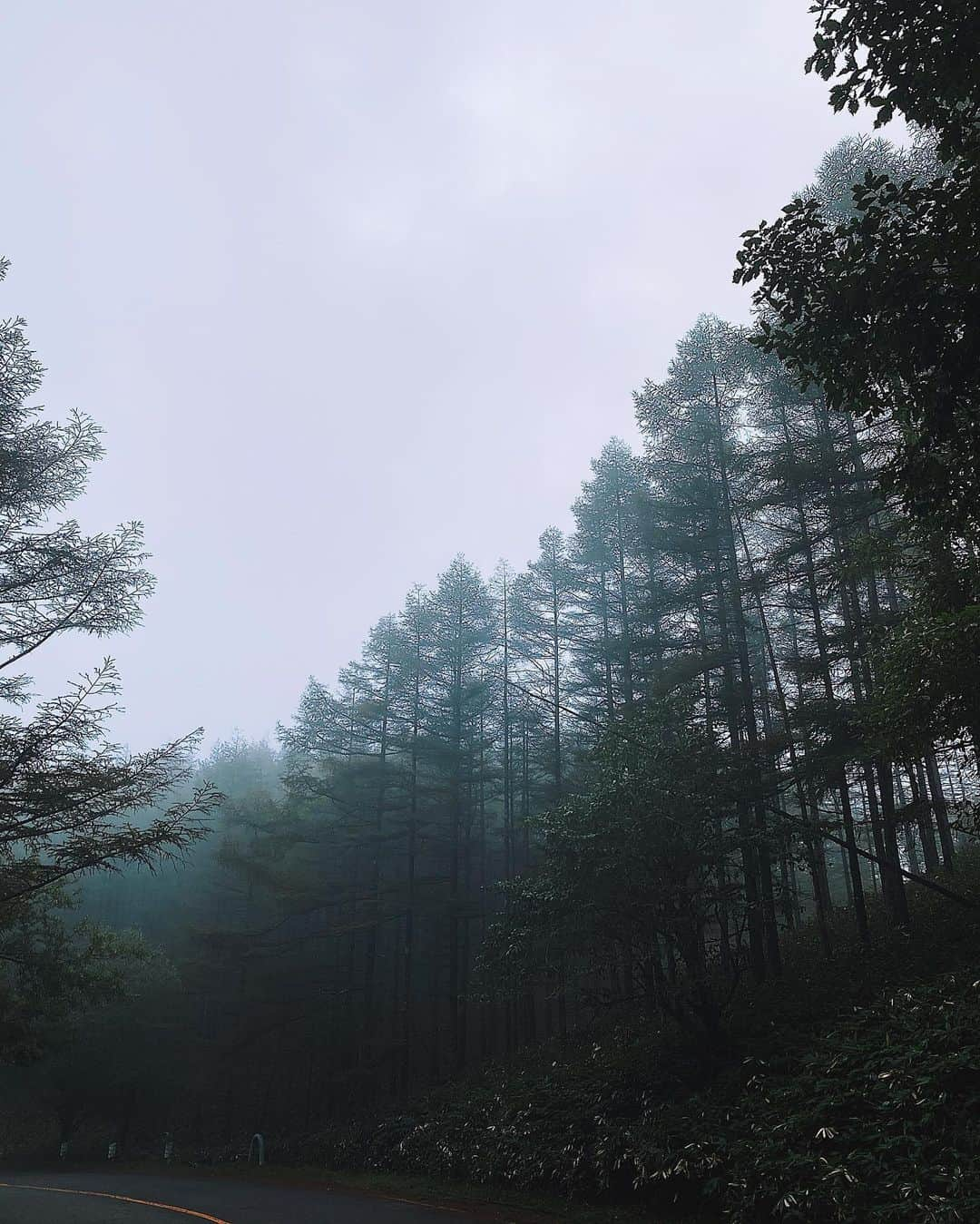 江井櫻子のインスタグラム：「🌲🌲」