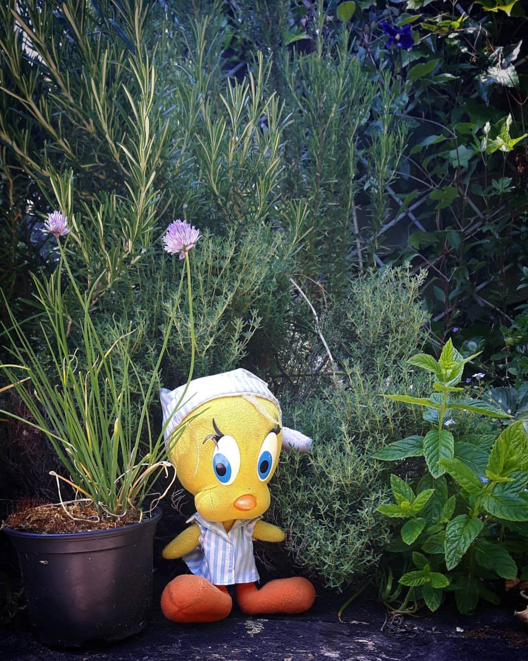 Little Yellow Birdさんのインスタグラム写真 - (Little Yellow BirdInstagram)「Not many flowers left in the garden now...but my herbs are still going strong! #littleyellowbird #tweety #tweetykweelapis #adventures #yellow #bird #weekend #saturday #garden #gardenlife #tuin #herbs #kruiden #september #autumn #herfst #stuffedanimalsofinstagram #plushiesofinstagram」9月26日 22時55分 - tweetykweelapis