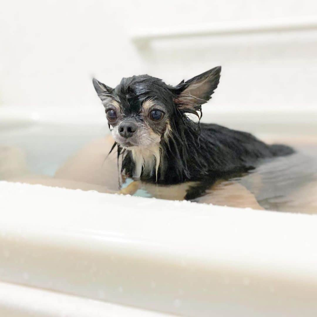 中倉隆道さんのインスタグラム写真 - (中倉隆道Instagram)「. ルフトとお風呂🛁🐶 . . お風呂嫌いなルフト 顔がチーンって テンションダダ下がり🐶💧 . . 気持ち良かったー♬☺️✨ . . #シャンプーもこもこ選手権 #お風呂犬 #愛犬 #チワワ #わんこ #わんこのいる生活 #中倉隆道 #柿ピー研究家 #フリーアナウンサー #愛犬家 #アニメ研究家」9月26日 22時56分 - ryudo.tokyo