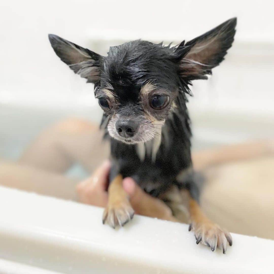 中倉隆道さんのインスタグラム写真 - (中倉隆道Instagram)「. ルフトとお風呂🛁🐶 . . お風呂嫌いなルフト 顔がチーンって テンションダダ下がり🐶💧 . . 気持ち良かったー♬☺️✨ . . #シャンプーもこもこ選手権 #お風呂犬 #愛犬 #チワワ #わんこ #わんこのいる生活 #中倉隆道 #柿ピー研究家 #フリーアナウンサー #愛犬家 #アニメ研究家」9月26日 22時56分 - ryudo.tokyo