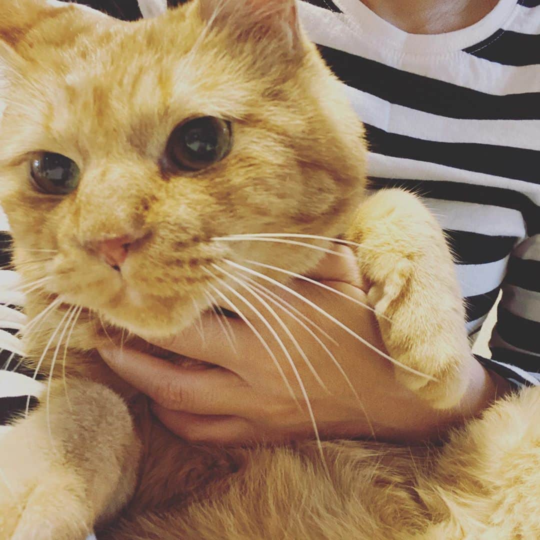 森永理科のインスタグラム：「私はこんな事をやるために生きていたのだろうか… って事あるよねー。いままさにそれ。 でも、ねこ撫でて、お風呂に入って寝れば少し良くなるのだ。これが人間のいいところだなあ。 とりあえず帰ろ〜(^O^)」