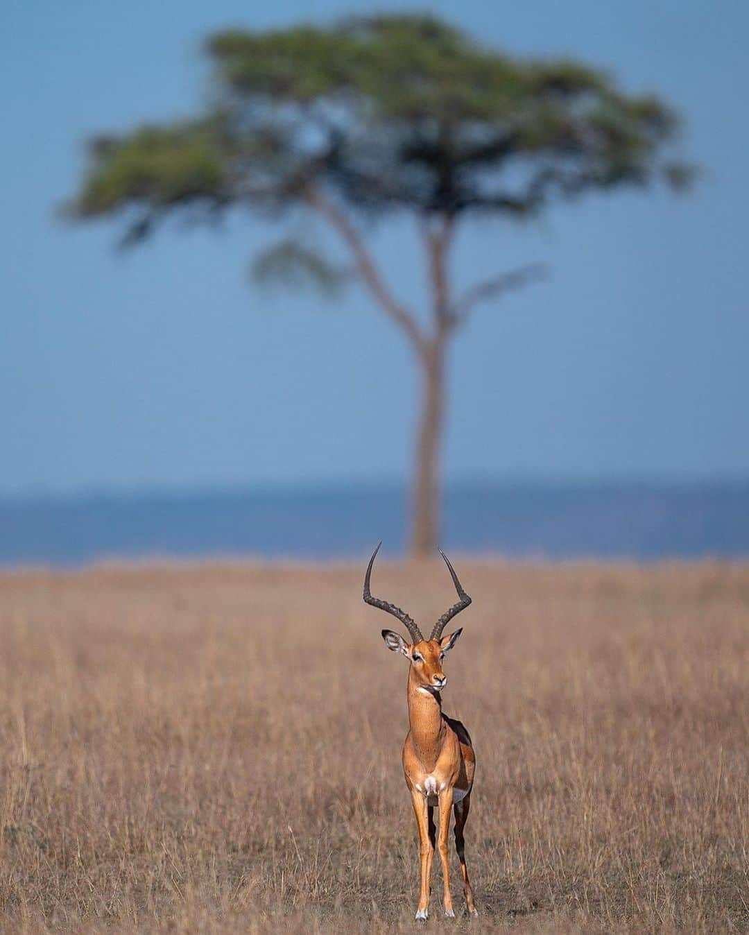 WildLifeさんのインスタグラム写真 - (WildLifeInstagram)「By @varun.aditya Perspective and Positioning !  A small change in position can change the whole story ! Positioning matters 😊 #varunaditya #varunadityaphotography #expandedexpeditions #nature #wild #wildlife #wildlifephotography #wildlifephotographer #animal #sonyalphian #sonyalpha #composition #framing #ThisWeekOnInstagram #HelloFrom #instagram #perspective #photooftheday #picoftheday #instagood #nofilter」9月26日 23時23分 - wildlifepage